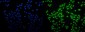 Anti-SAMHD1 Antibody Picoband™ (monoclonal, 10H8)